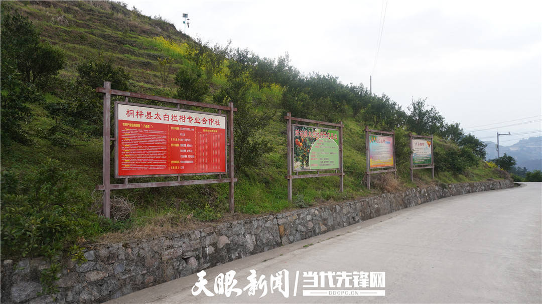 示范小镇大变化桐梓县新站镇铸椪柑品牌迎四方宾客