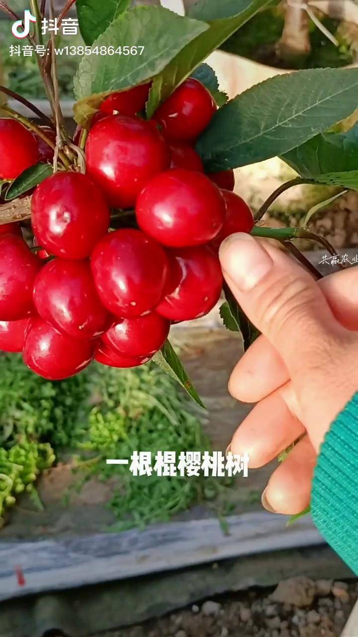 美美哒的一根棍大樱桃树密植栽培效果一根棍樱桃树苗