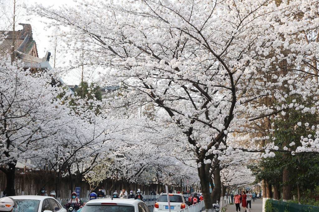 樱花南京鸡鸣寺樱花渐次绽放 洁白如雪美不胜收