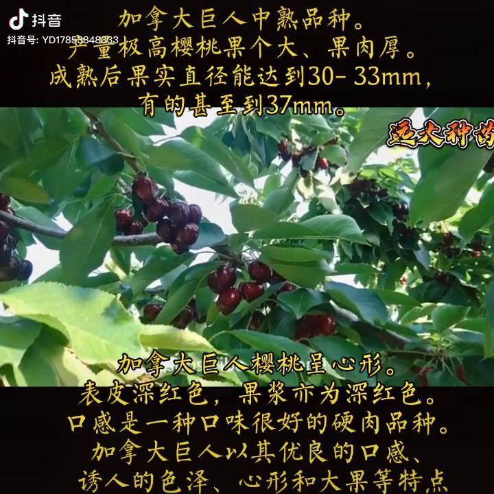 加拿大巨人樱桃 来了,优点是大缺点太大科迪亚樱桃苗 鲁樱三号樱桃苗
