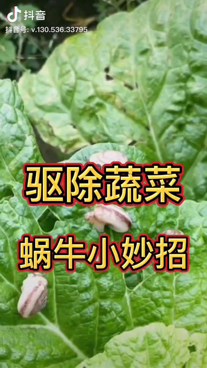 三农 种植 种菜 蔬菜 轻松驱除蔬菜上的蜗牛