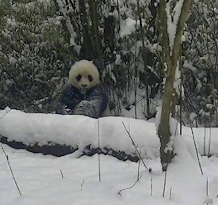 回收|雪地打滚！野生冰墩墩在备战2026冬奥会吧