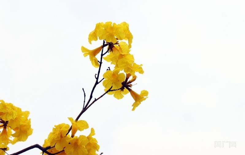黄花风|【组图】饱和度拉满！广州黄花风铃木迎来花期