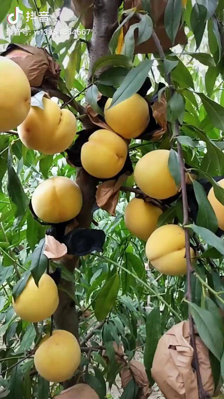 晚熟黄桃黄金密4号挂树50天大果500克亩产过万糖度高晚熟桃树苗