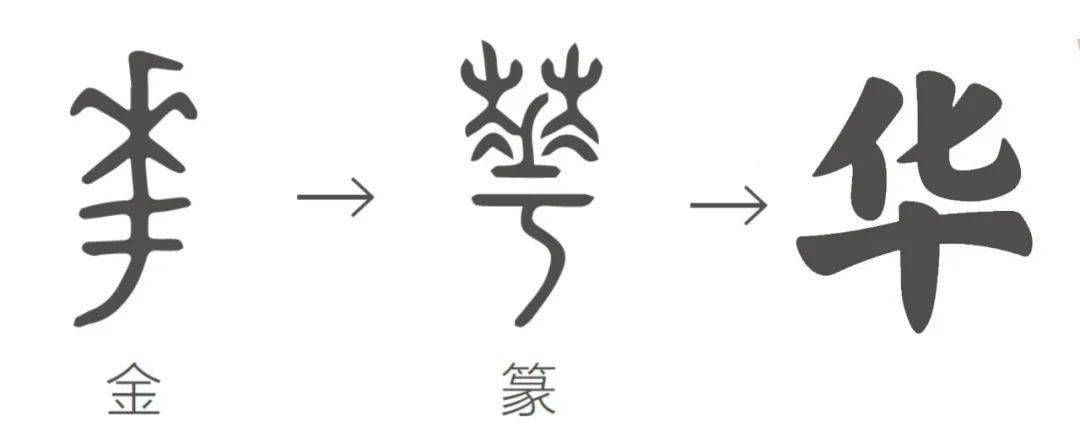 华的古文字,下面的两横是土字,直直的笔画是树干,埋进土里的是树根