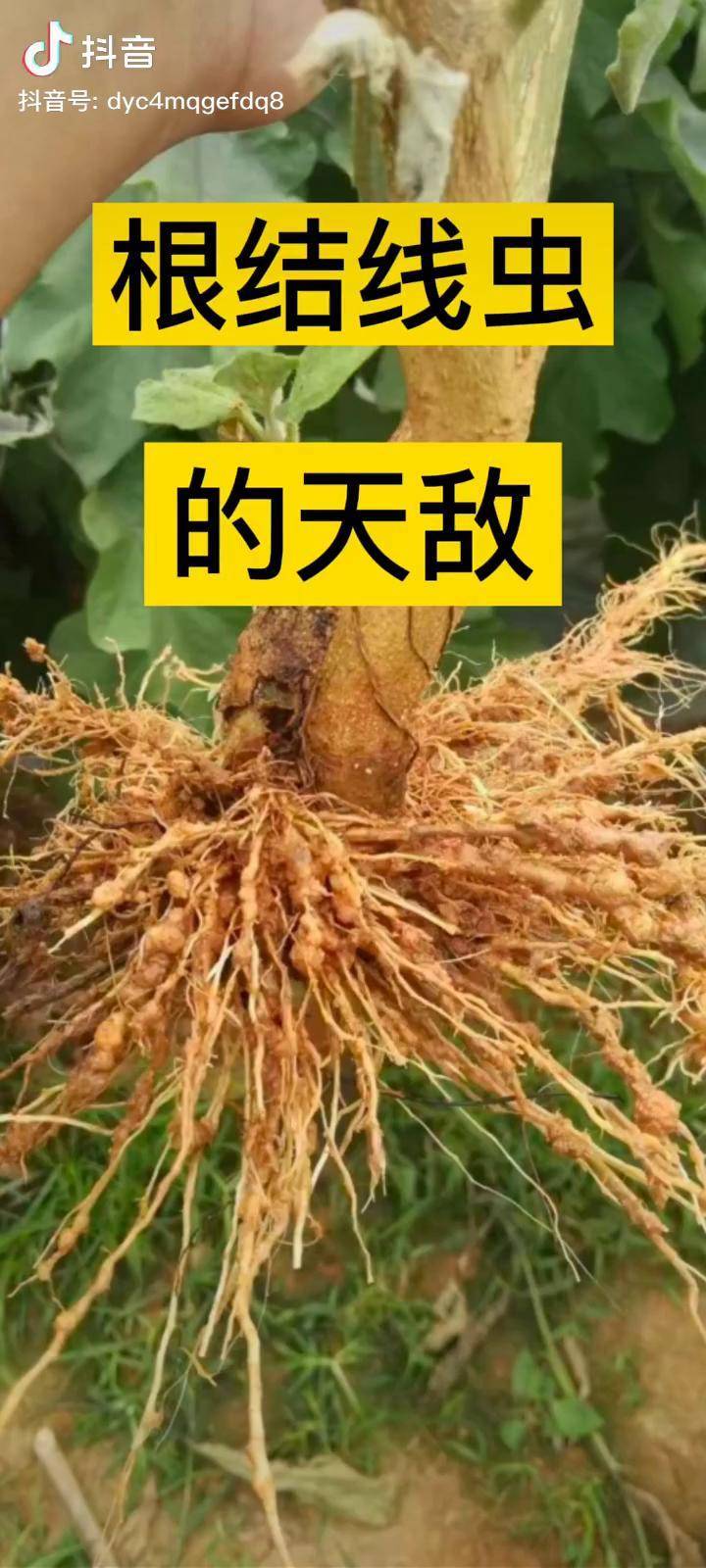农业农业种植三农种植根结线虫专业防治根结线虫的天敌