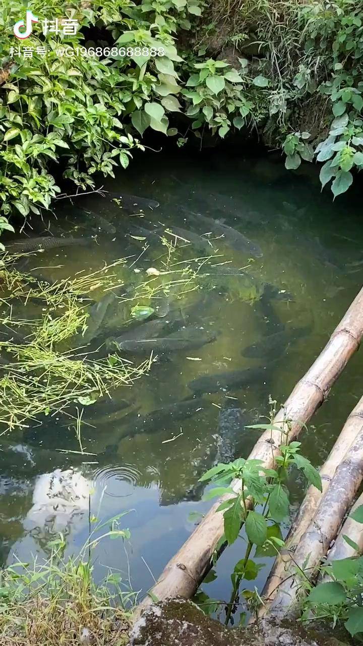 很多粉丝都说叫我多拍些鱼吃草的视频今天就给大家拍一个