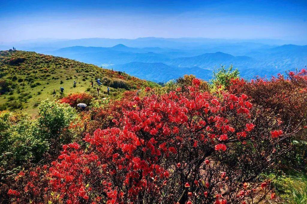 天然氧吧——醉美牙梳山_源村_广昌县_杜鹃花