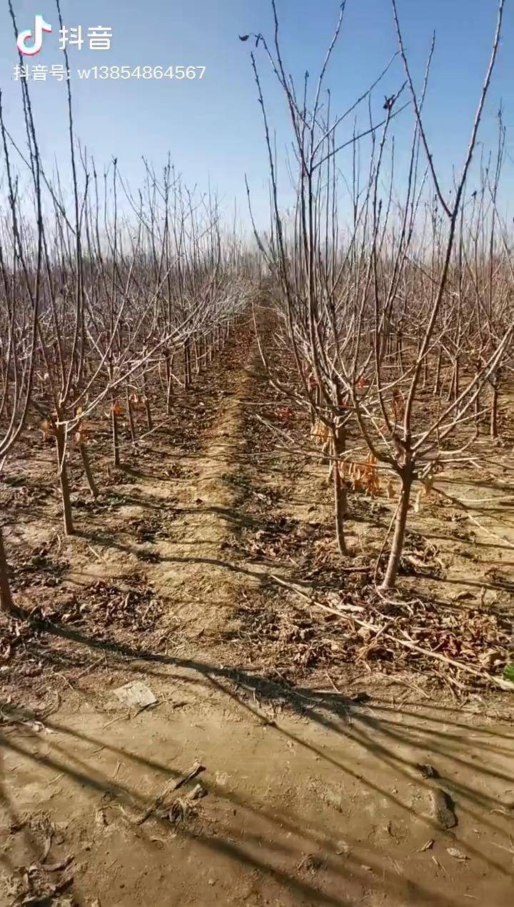 3公分车厘子大樱桃树结果快容易成活大樱桃苗车厘子树苗果树苗