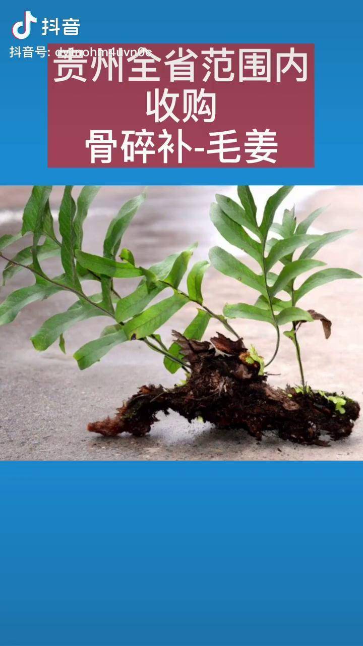 大量收购骨碎补毛姜名字很杂不知道你们那里叫啥名1吨起收骨碎补中