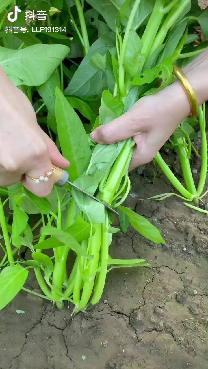 懒人种三叉空心菜