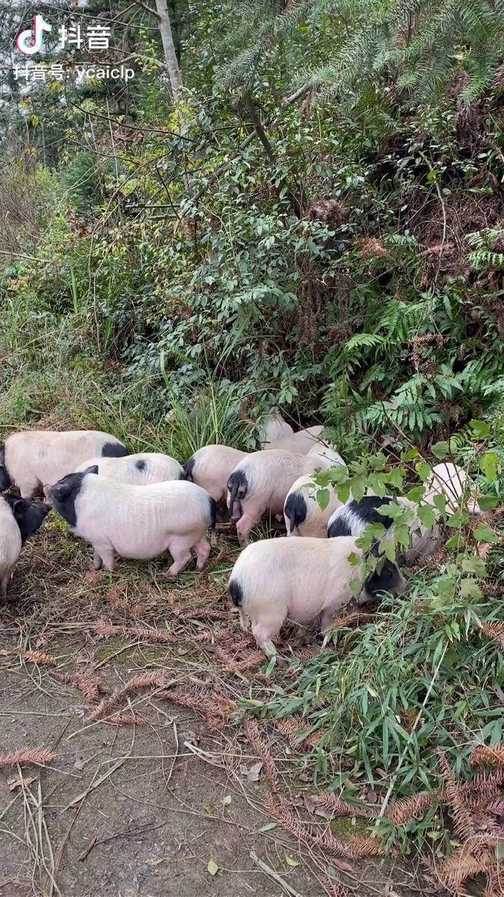 綠色養殖大山裡的放山豬自由覓食食百草吃野果營養更加全面dou小助手