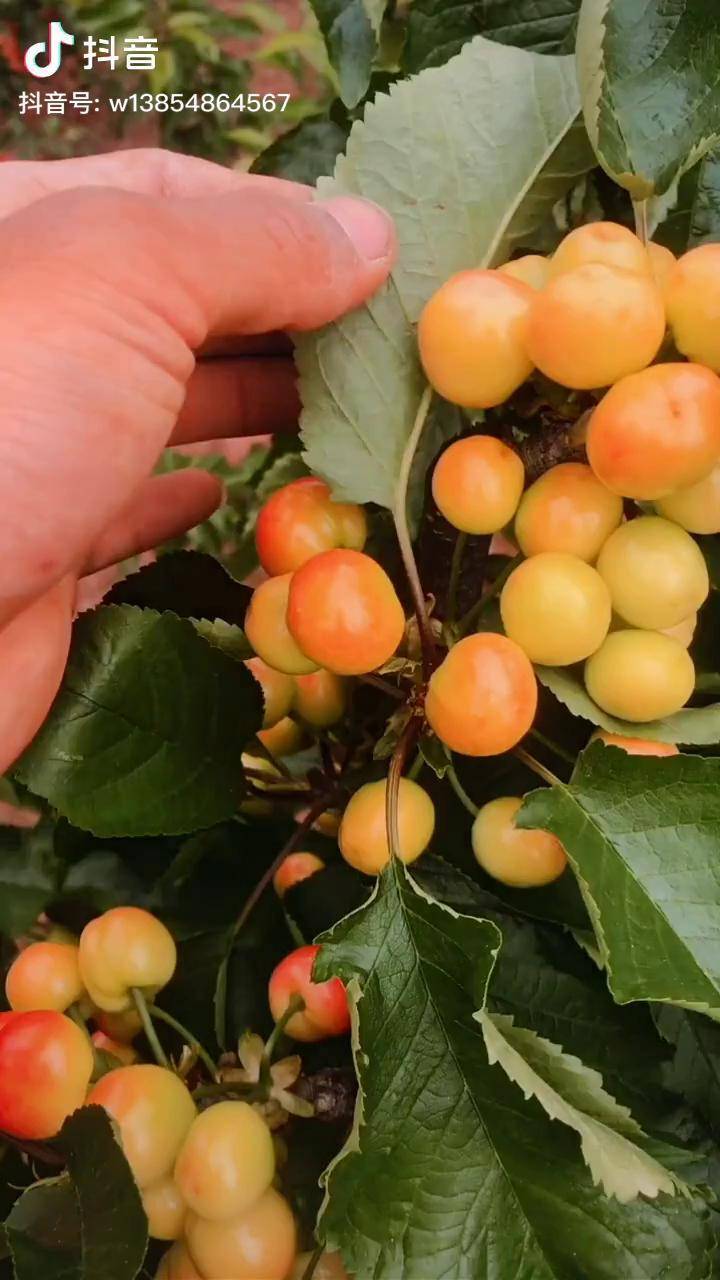 黄蜜大樱桃个头虽然不是最大的但是口感糖度没问题超甜款大樱桃 黄蜜