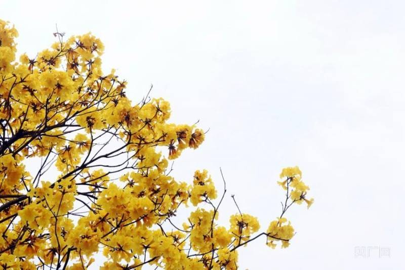 黄花风|【组图】饱和度拉满！广州黄花风铃木迎来花期