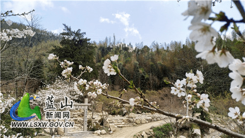 源头|美丽蓝山：湘江大峡谷上万株樱花迎春绽放春意浓