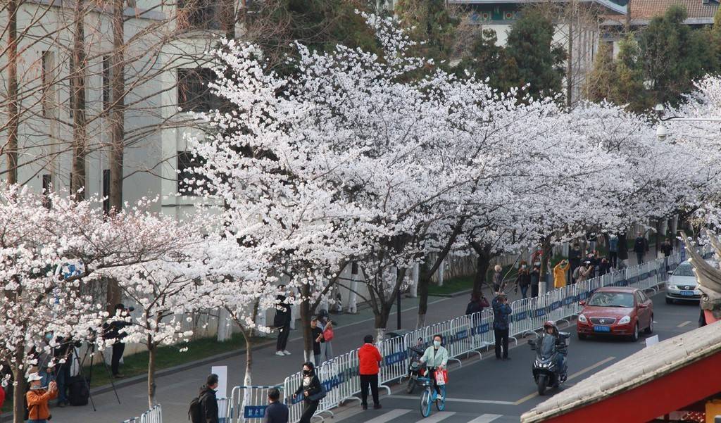 樱花南京鸡鸣寺樱花渐次绽放 洁白如雪美不胜收