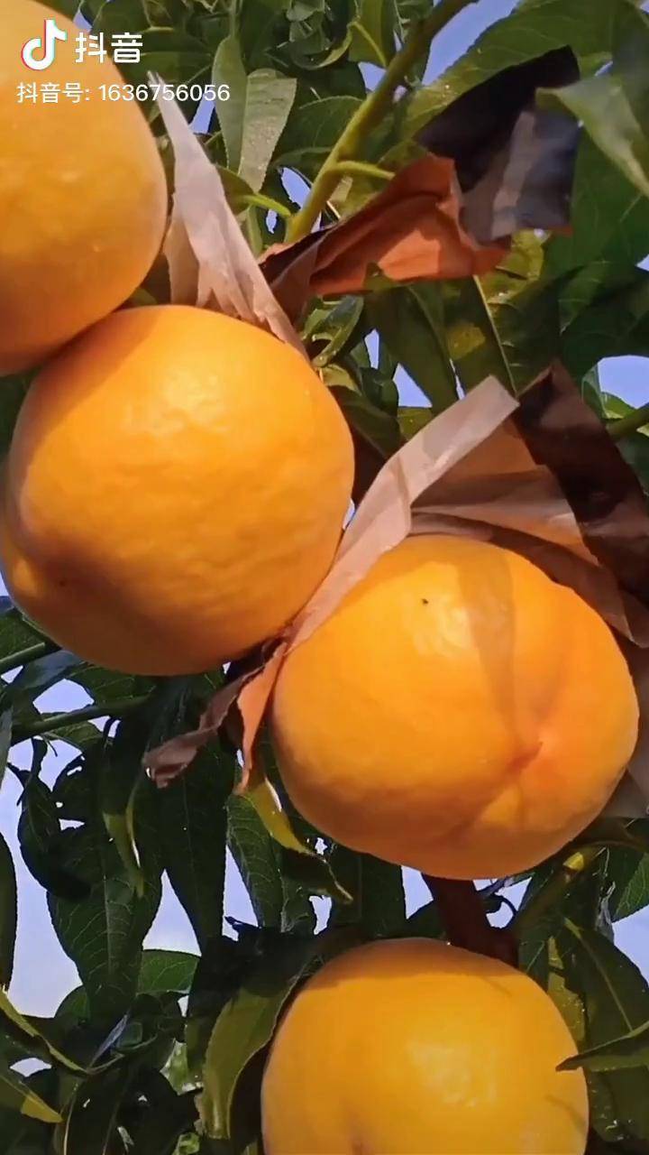 黄金蜜1号黄桃早熟硬果脆甜深受市场欢迎桃树苗