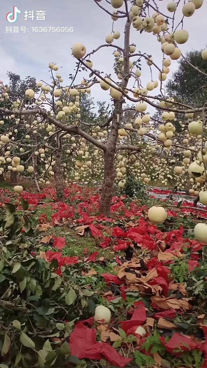 苹果树上只剩苹果了硕果累累 苹果苗