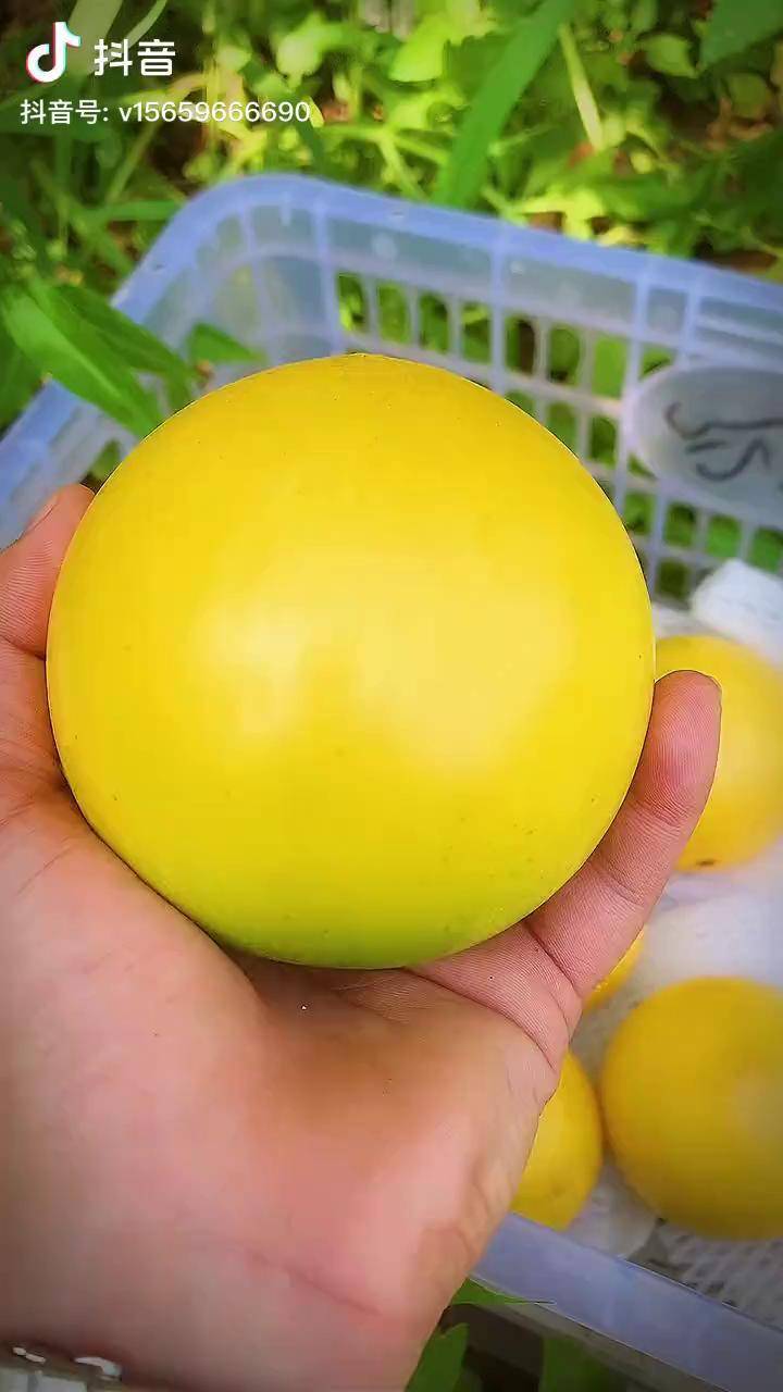 黄晶果苗产量高口感纯甜现在有一批大苗直径1525厘米都有高度1215米果