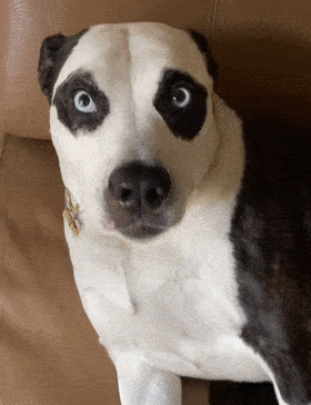 狗子因自带黑眼圈走红看了它一家三口的长相后爆笑如雷了