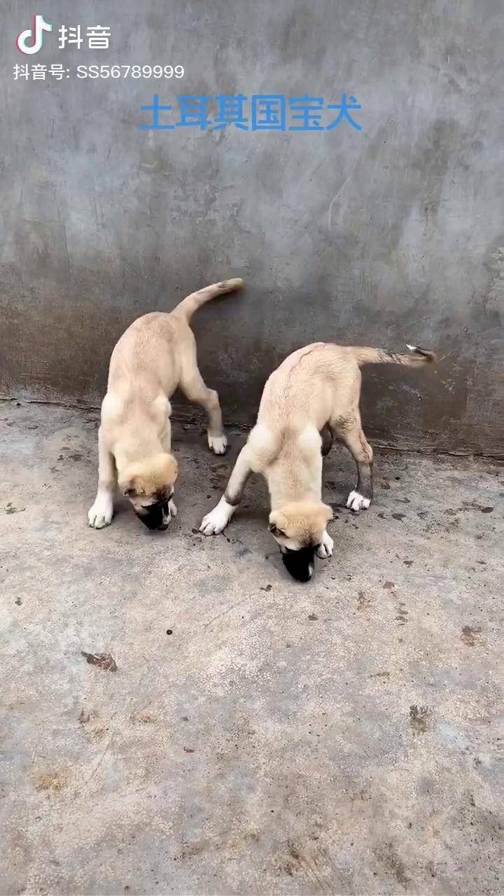 坎高犬图片大全 幼犬图片