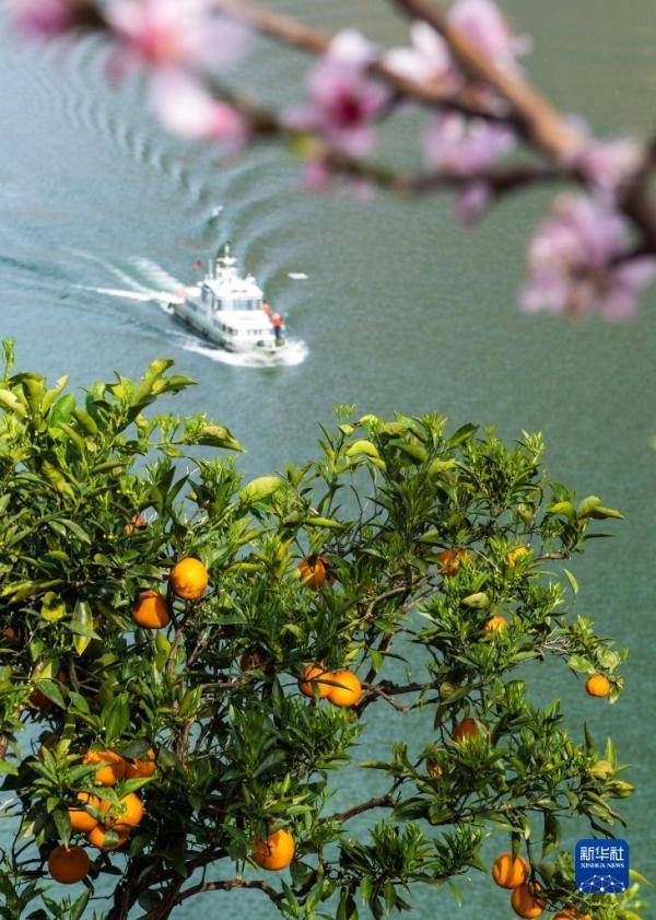 脐橙|湖北秭归：花艳橙香三峡美
