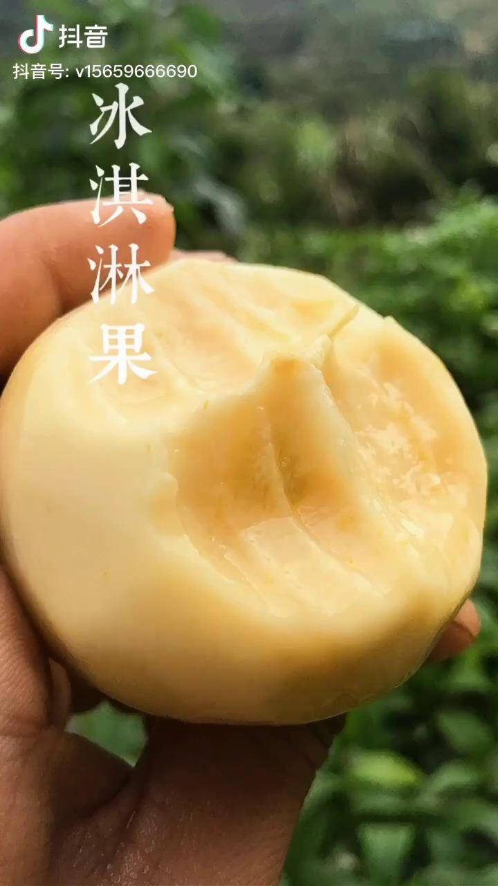 冰淇淋果.吃过的人应该挺少的吧,毕竟它的价格比榴莲还会10倍.新品种