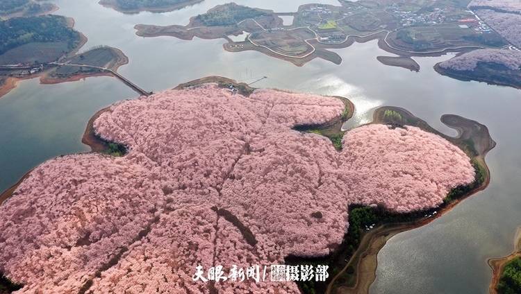 湖畔|红枫湖畔樱花园 千朵万朵压枝低