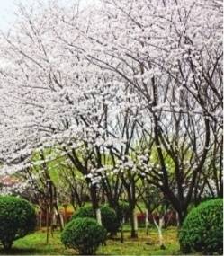 暂停|暴雨按下花开“暂停键” 樱花季还在，风雨过后赏晚樱