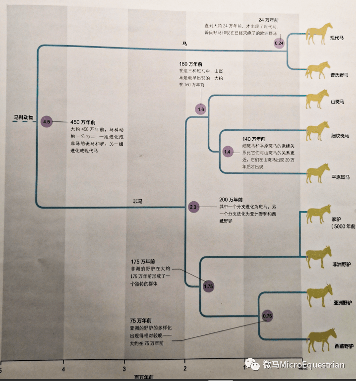 马科动物的进化史
