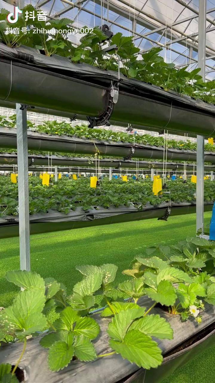 智慧农业无土栽培现代化农业空中草莓种植