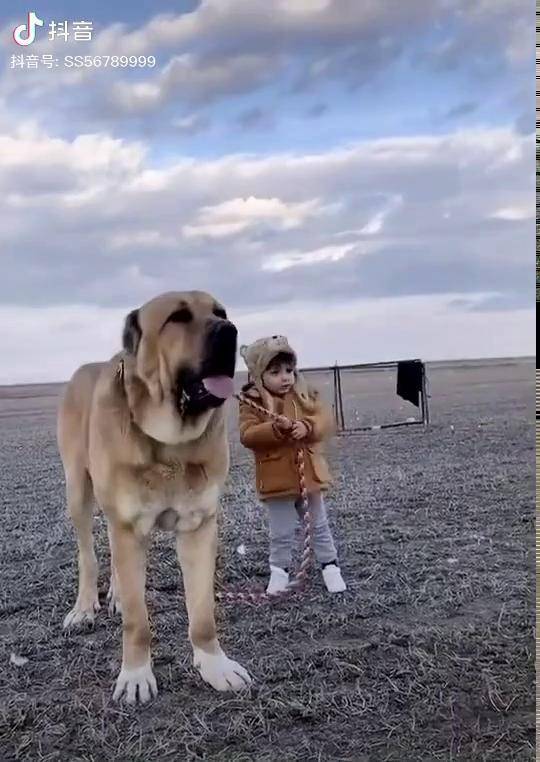 坎高犬图片大全 幼犬图片