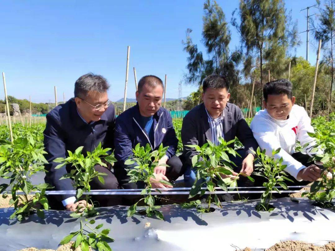 乡村振兴广东省科协驻镇工作队在惠来县前詹镇由输血转向造血促进乡村