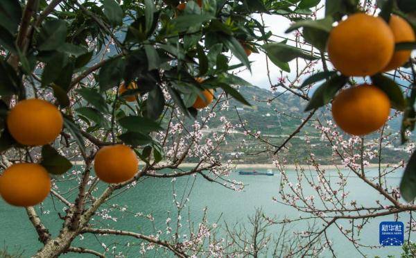 脐橙|湖北秭归：花艳橙香三峡美