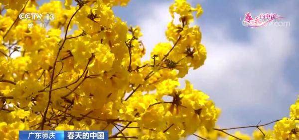 春天的中国 | 广东德庆：黄花风铃木惊艳绽放 游人赏花正当时