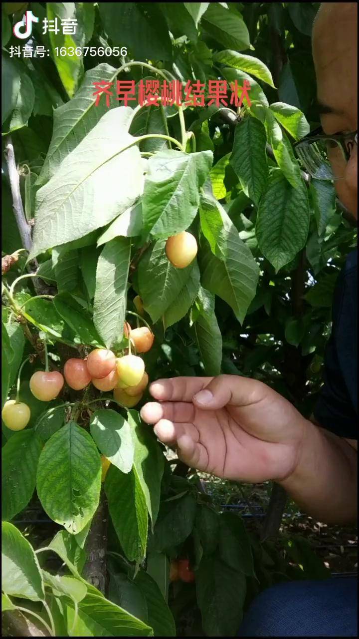 齐早樱桃早熟长柄果个大成熟期比早大果略早是早大果红灯的替代品种