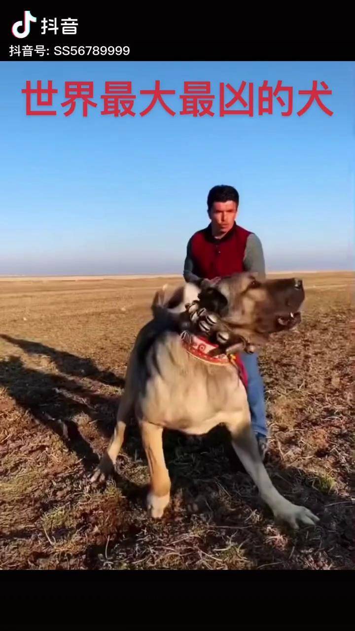 护卫犬 坎高犬猎狼 坎高猎狼犬 土耳其坎高犬_高犬_土耳其