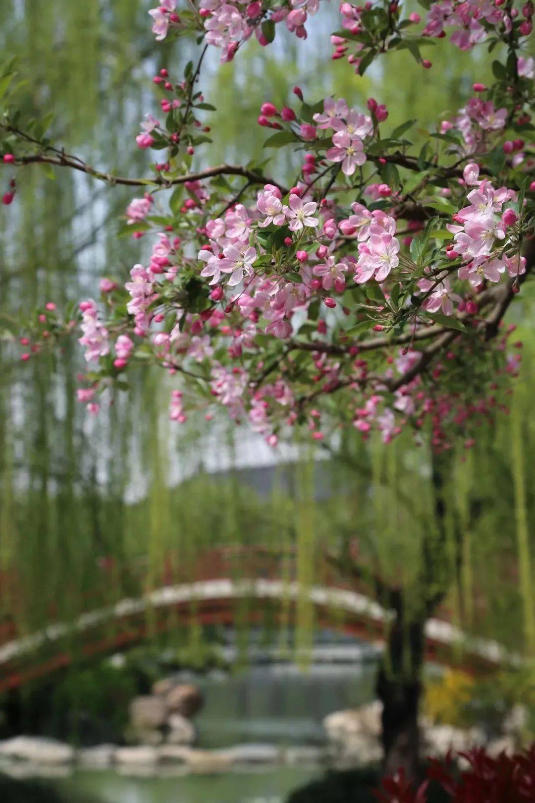 本周全面进入盛开期陕西这份赏花攻略请收好