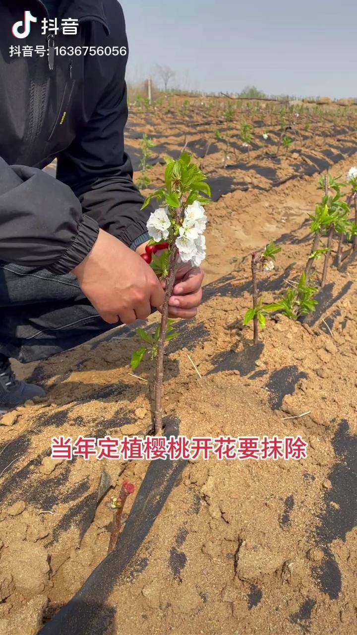 定植当年的樱桃树开花要及时抹除吉塞拉矮化樱桃苗美早樱桃苗kgb樱桃