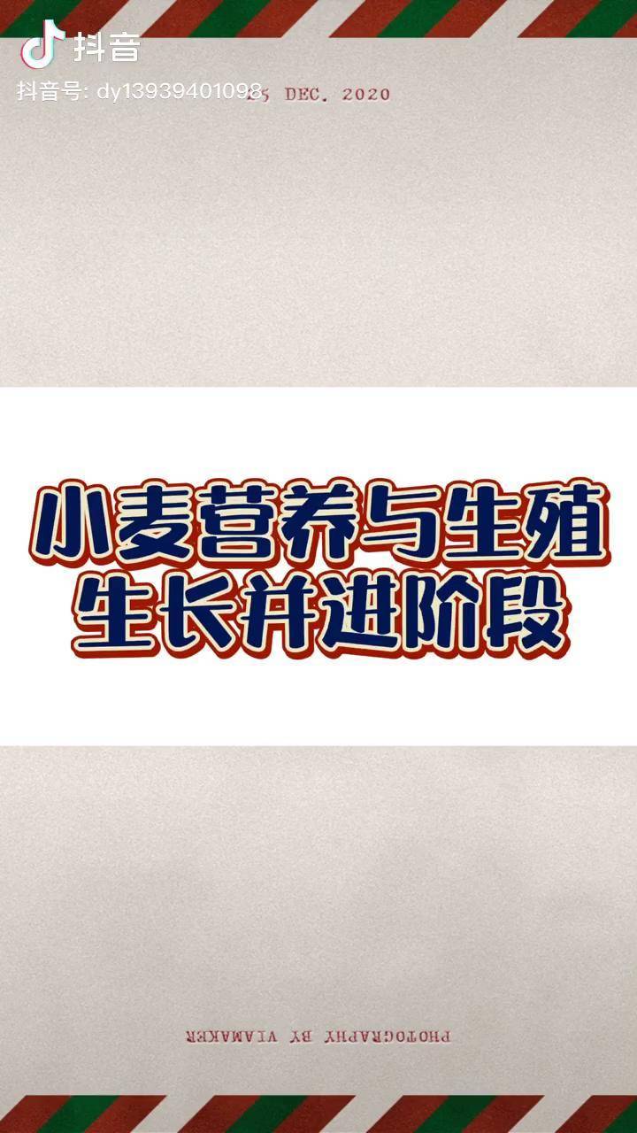 小麦营养与生殖生长并进阶段农业技术农业