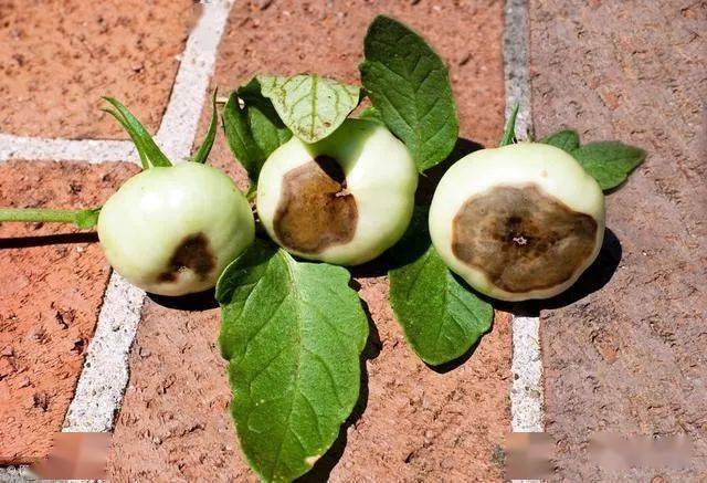 作物开春补钙很重要_缺钙_土壤_根系