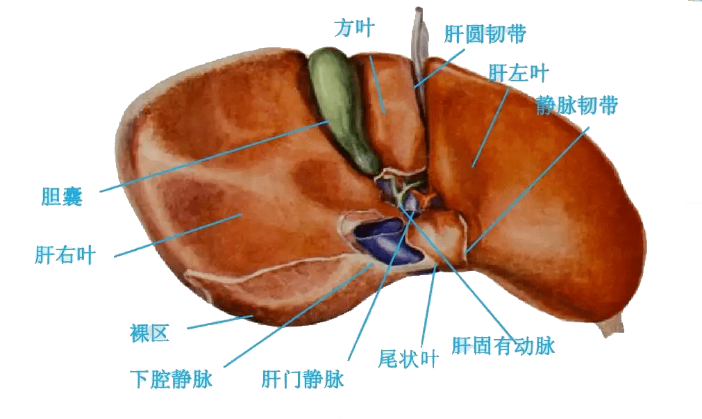 第二肝门位置图片