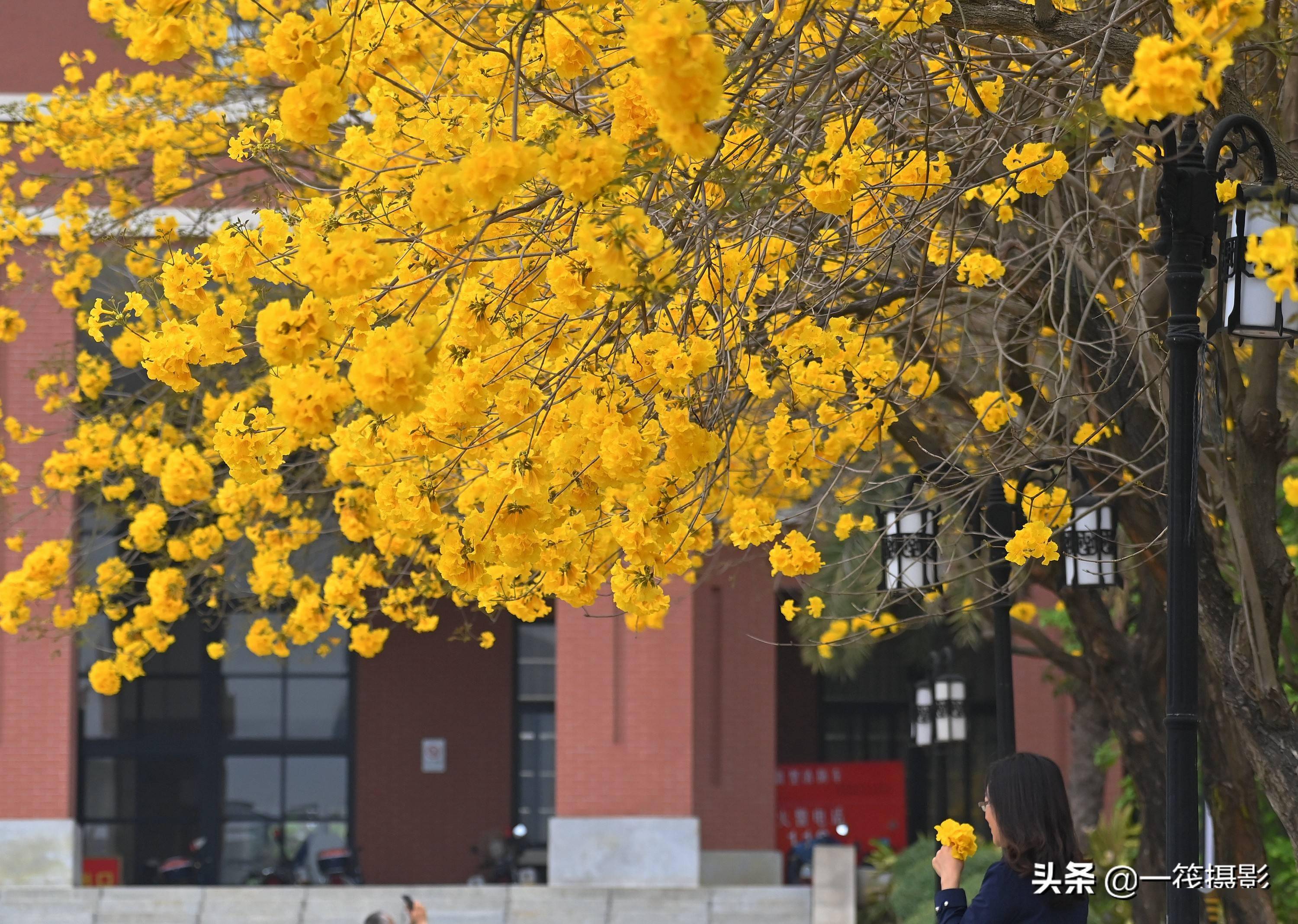 华南植物园黄花风铃木图片