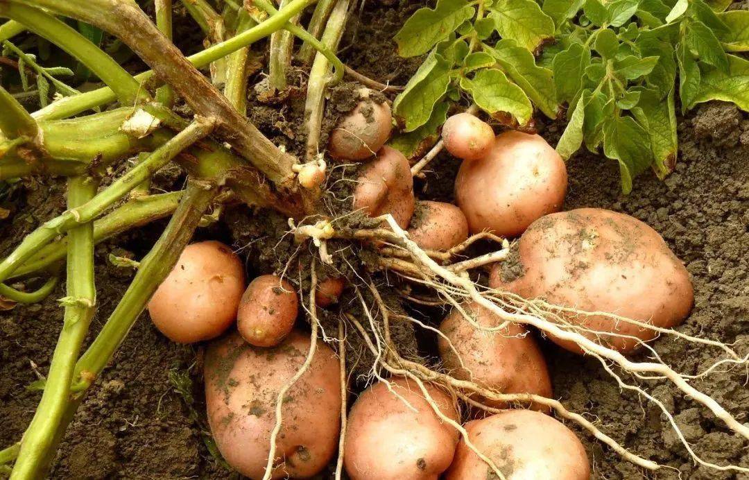 豆的生长过程，并体验挖土豆的乐趣主要是培养孩子们课外实践的动手能力