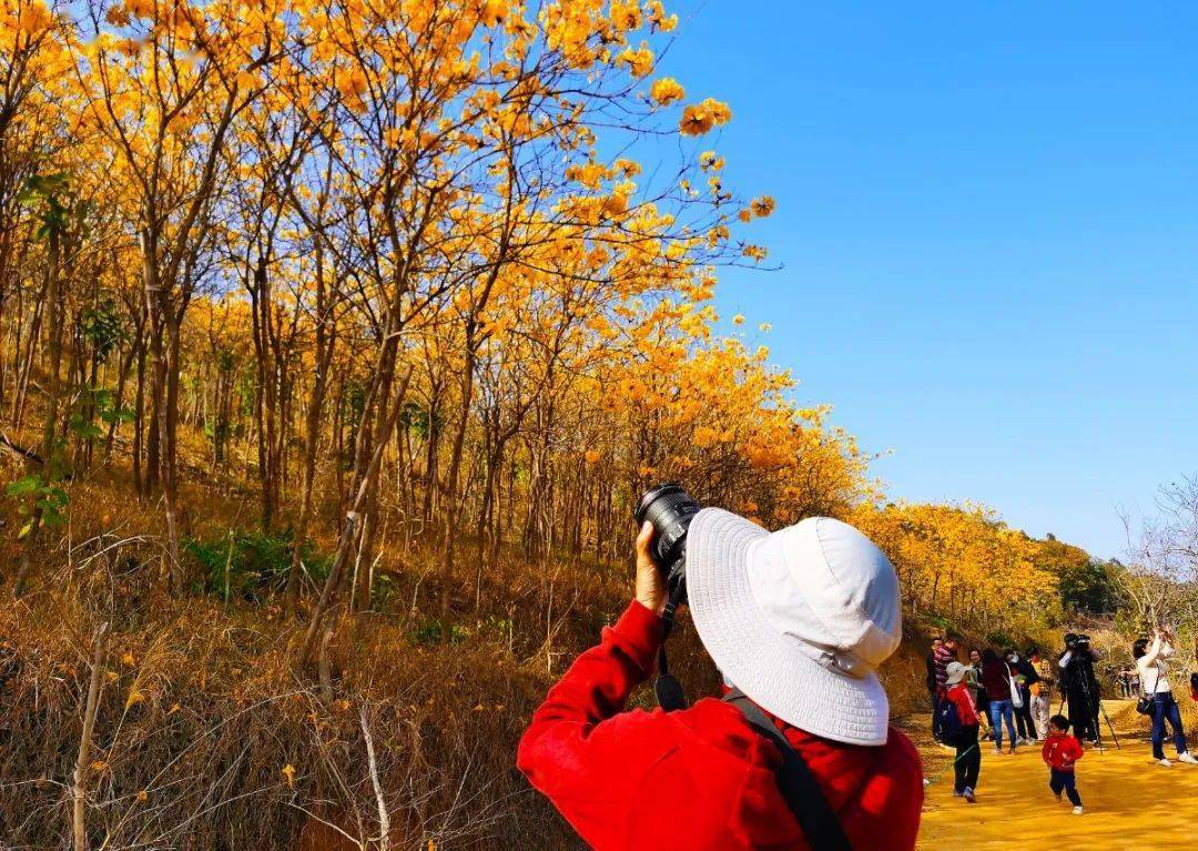 賞花地點導航賞花地點新塘鎮香山大道,環城路在新塘鎮的香山大道,環城