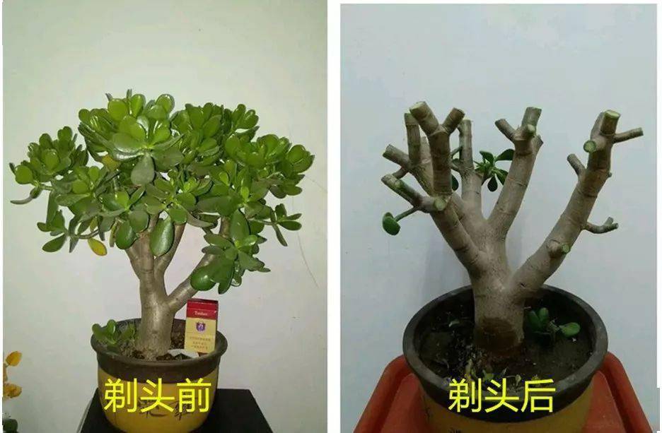 吊兰_地方_玉树