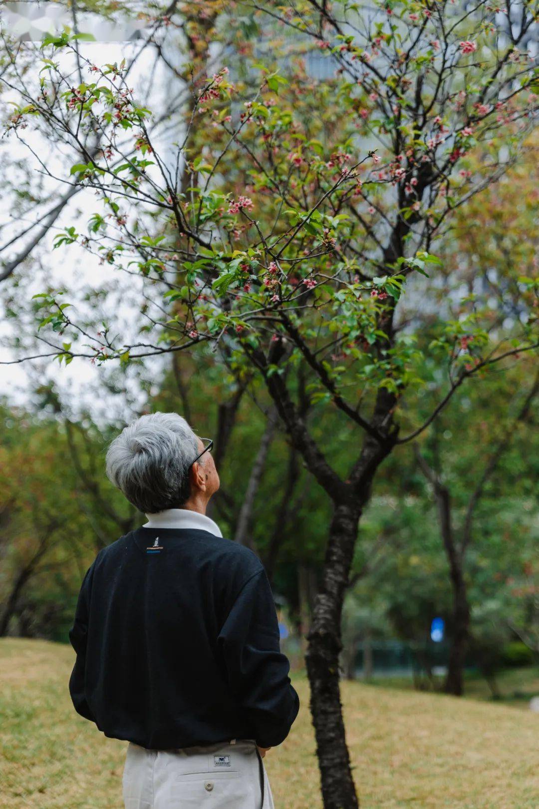 從化天適櫻花悠樂園,華南農業大學和番禺寶墨園.