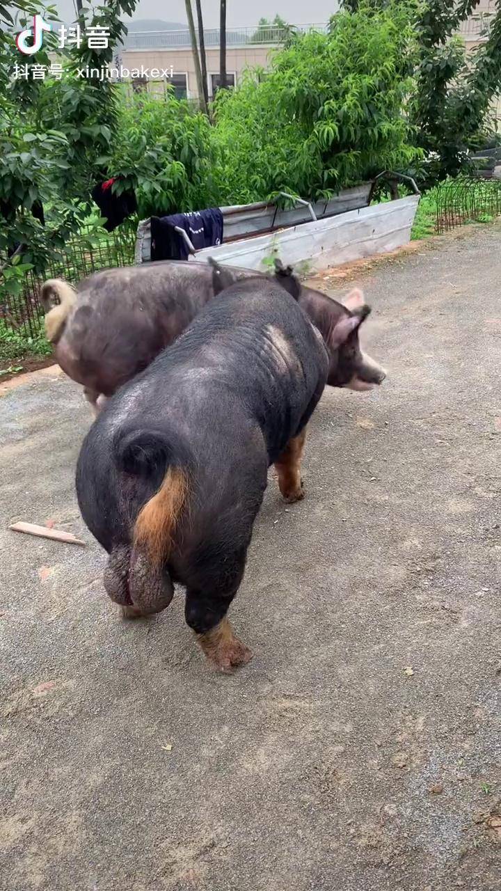 巴克夏猪的肉质图图片
