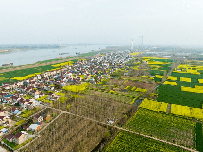 学习强国安徽望江漳湖镇油菜花开黄金满地