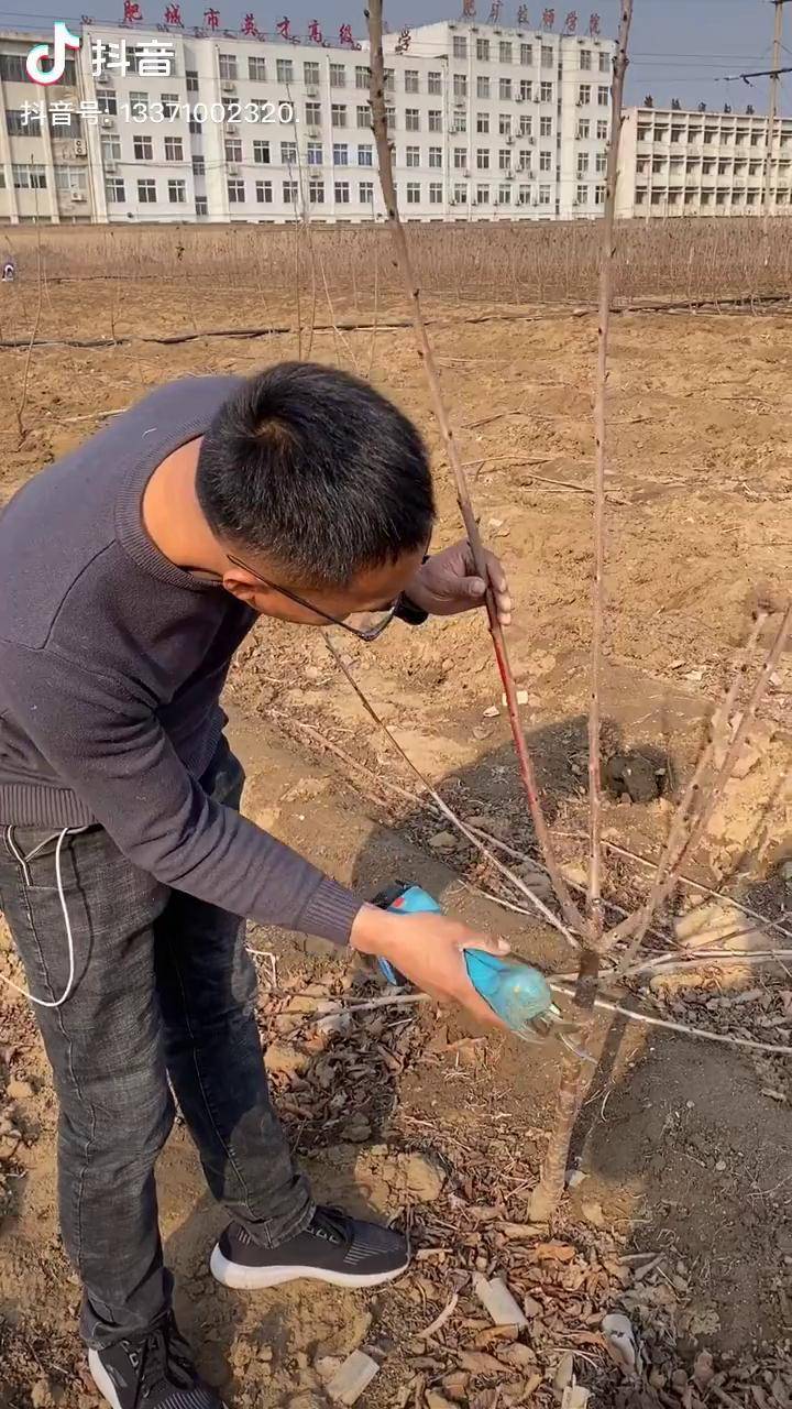 樱桃kgb树形修剪技术图片